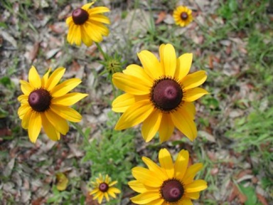 Black-eyed Susan